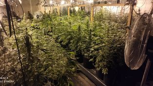 Narcotráfico: condenados por tener 269 plantas de marihuana para comercializar.&nbsp;