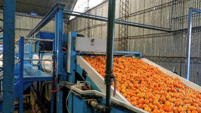Los cítricos son considerados una de las producciones más importantes economías regionales de Entre Ríos.