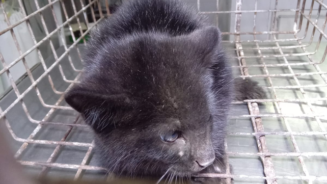 El cachorro de gato montés tiene 3 y 4 meses de vida.&nbsp;