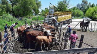 Ganadería: entró en vigencia el Documento Único de Tránsito de Hacienda