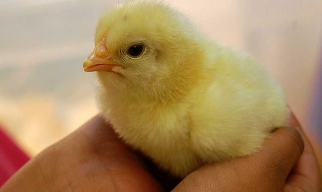 Descubrí los 9 trabajos más raros del mundo