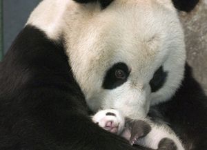M&aacute;s de 17 mil especies conforman la nueva lista de animales en extinci&oacute;n