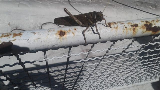 Tucura Quebrachera: la langosta que invade la casa de los santafesinos