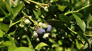 En cuanto a frutas se mantiene la reducción de arancel temporal sobre arándanos rojos y demás variedades de berries, frescos (posición 0810.40.00) y secos (0813.40.90) del 7%; y sobre nueces de pecán frescos o secos (0802.99.90) del 7%.