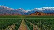 Ruta del vino en Mendoza &nbsp;