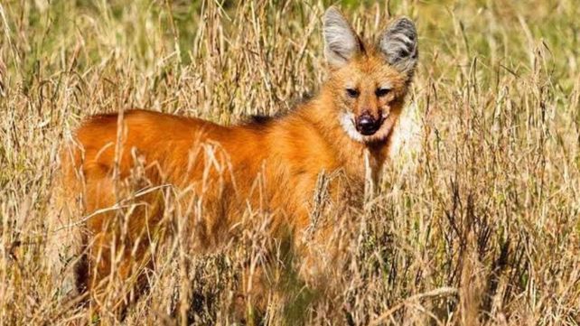 Gualeguay: rescataron un ejemplar de aguará guazú