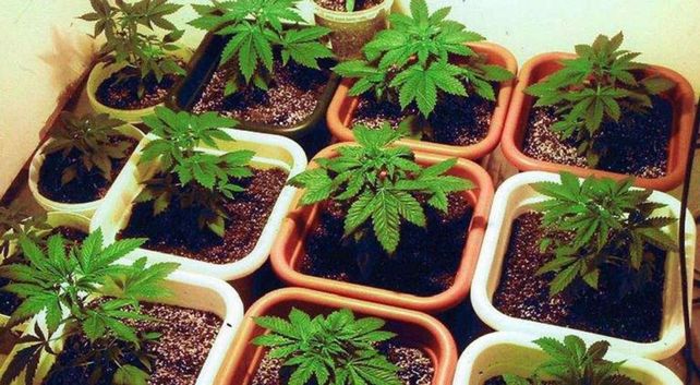 Paso a paso, cómo anotarse en el registro de autocultivo de cannabis medicinal
