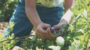 Se inicia la cosecha de arándano en la provincia