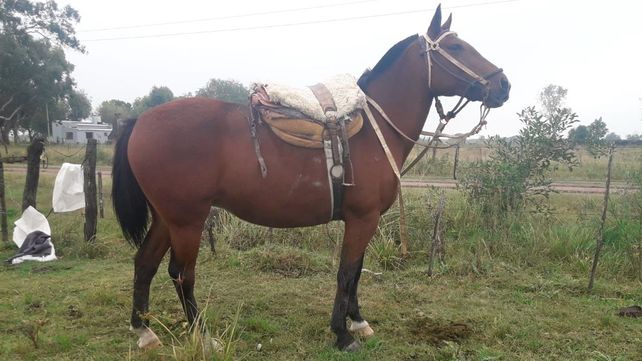 Uno de los caballos robados en Monte Vera