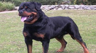 Un perro rottweiler atacó y mató a una beba de dos meses en la zona oeste de Rosario