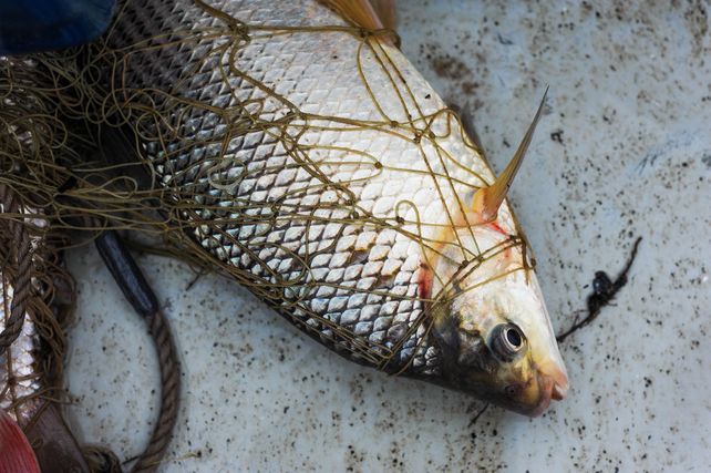 Alarma por la caída del sábalo en el río Paraná: investigadores ponen el foco en la crisis hídrica