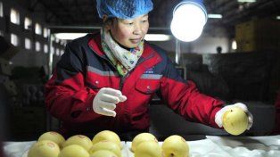 El gobierno nacional habilitó el ingreso de peras de China.