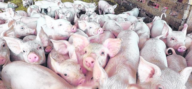 El rebrote de peste porcina en China podría reactivar la exportación