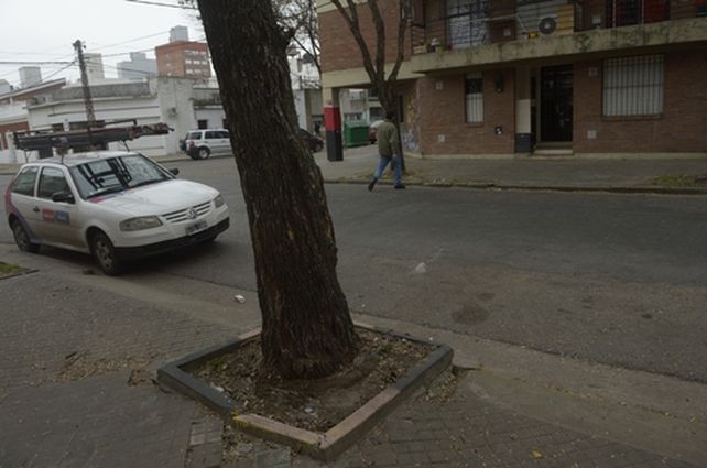 bajo la llovizna. Hasta este árbol de Colón y La Paz  trasladó la víctima sus ahorros