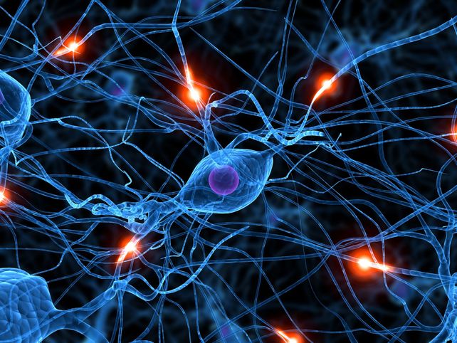 La disminución de la neuroliguina-1 entorpece la comunicación entre neuronas (sinapsis).