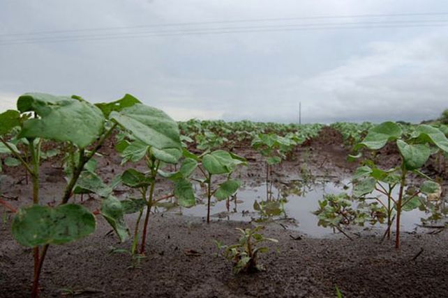 Luego de la lluvia, el campo pasó de sequía a saturación de suelos