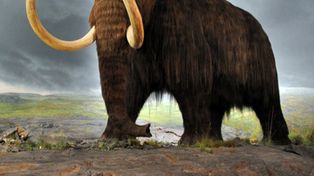 Un grupo de biológos dio un nuevo paso para revivir a los míticos mamuts