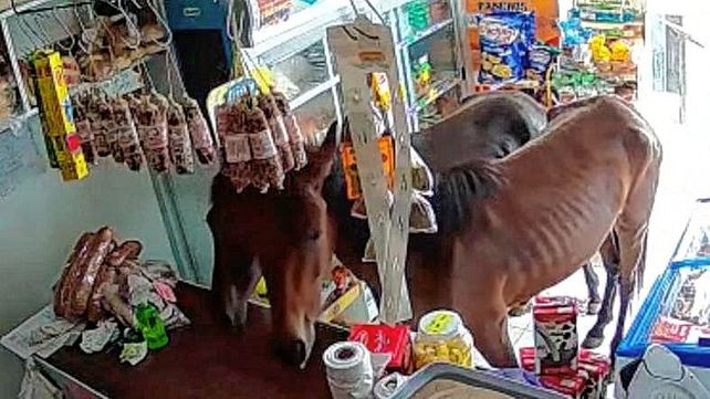 Los caballos entraron en el almacén en Córdoba buscando comida&nbsp;