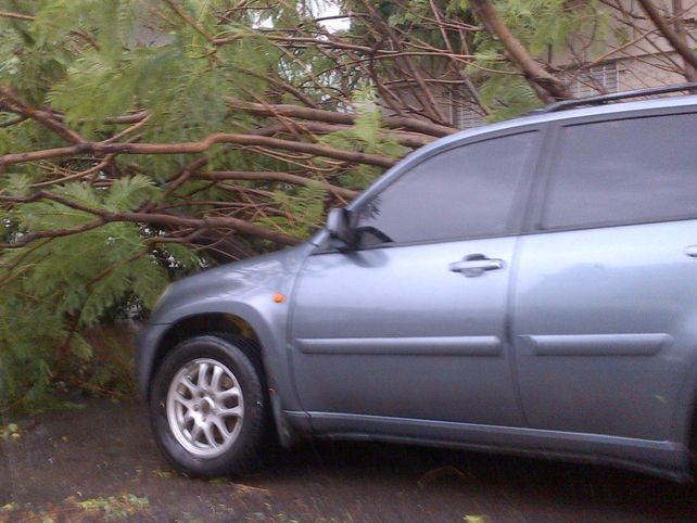 Otro árbol cayó sobre un auto en Candioti y Alberdi. Gentileza Alejo Martínez.