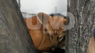 Proteccionistas advierten sobre la extinción del aguará guazú