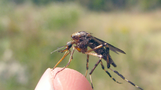 Mosquitos gigantes luego de las lluvias