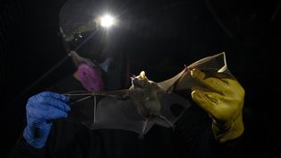 Los murciélagos, culpables de transmitir virus letales para el hombre
