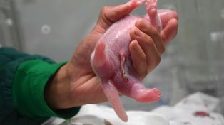 Nace el primer oso panda del mundo de una madre cautiva y un padre libre