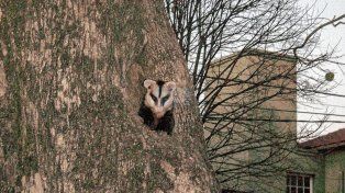 Especie. El pequeño animalito se ubicó en el hueco del árbol, desde donde observa a quienes pasan por la vereda.
