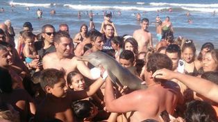 Apareció un delfín en Santa Teresita, lo sacaron del mar para sacarle fotos y murió