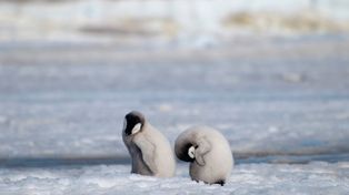 Colapsan las poblaciones del pingüino emperador