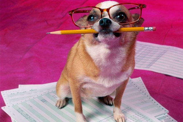 Sabiduría canina