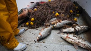 Escasez de sábalos en el río Paraná: ponen el foco en la crisis hídrica