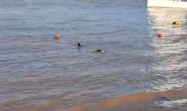 Apareció en el balneario La Florida un yacaré de más de un metro y medio de largo