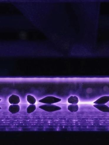 Una startup que usa plasma para mejorar semillas fue elegida entre las 10 más innovadoras de América latina