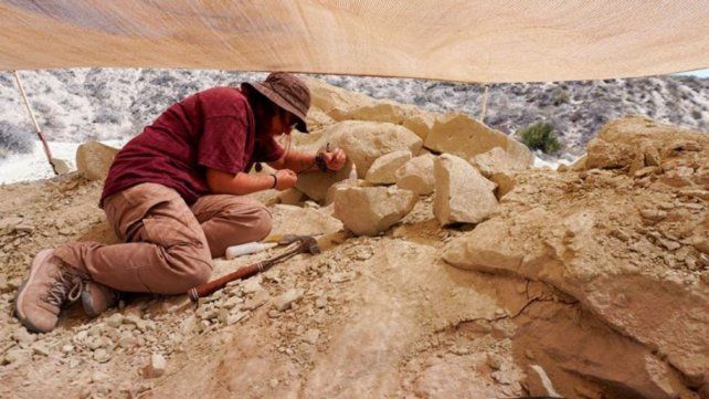 Científicos del Conicet hallaron en la Patagonia un nuevo reptil de 70 millones de años