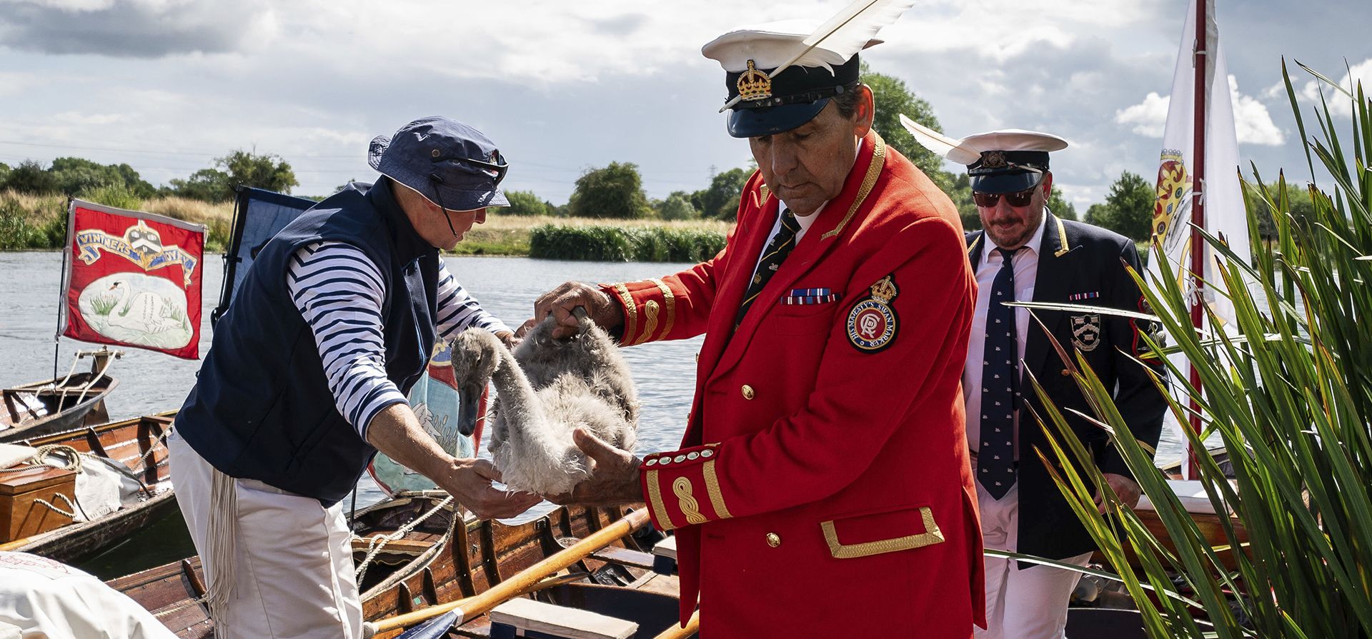 Los Swan Uppers capturan un pájaro antes de medirlo durante la antigua tradición de Swan Upping, el censo anual de la población de cisnes en el río Támesis, en Londres, el lunes 17 de julio de 2023, el primer censo del reinado del rey Carlos III. Es deber del marcador de cisnes del soberano contar el número de pichones jóvenes cada año y asegurarse de que se mantenga la población de cisnes. (Aaron Chown/PA vía AP)