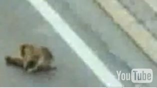 Un perro chileno se visti&oacute; de h&eacute;roe y salv&oacute; a otro atropellado en una autopista