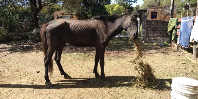 Video: no lo podían alimentar y casi se muere