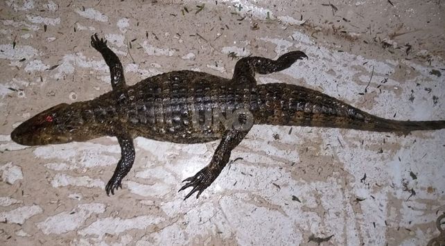 Los animales secuestrados en los diferentes procedimientos.&nbsp;