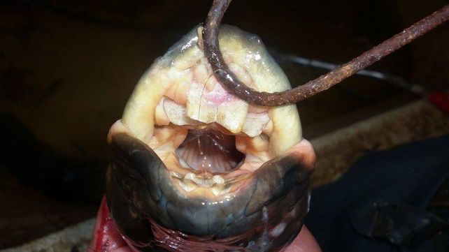 El pescado tiene dientes parecidos a los humanos.&nbsp;