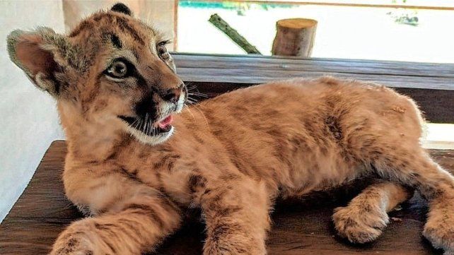 India es la puma rescatada que fue entregada al refugio Parque Pericos