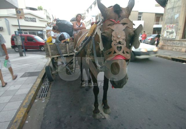 La ley nacional de protección animal. Tiene tres artículos en los que establece qué actos son considerados de maltrato y de crueldad.
