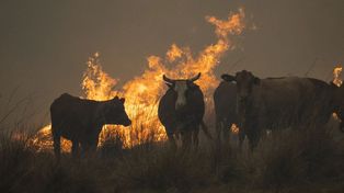 La probabilidad de incendios forestales devastadores aumentará para fin de siglo