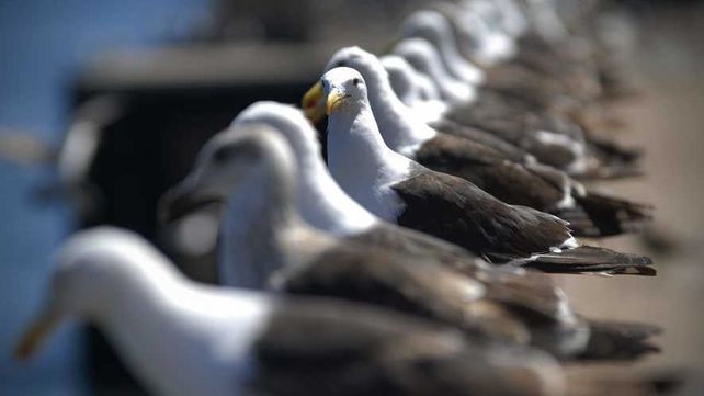 Piden a turistas argentinos no tocar aves en Chile por una enfermedad