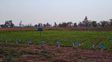En Las Breñas evalúan y caracterizan cultivares de alfalfa