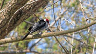 Crece el avistaje de aves: hay 370 especies en Entre Ríos