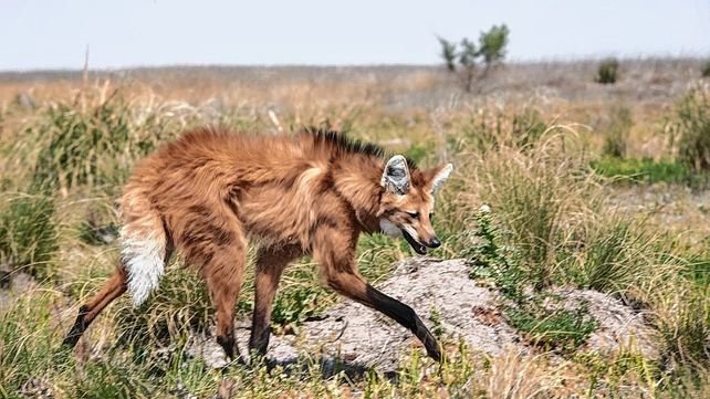 El aguará guazú está en riesgo de extición y es raro verlo en Entre Ríos.(Foto ilustrativa)