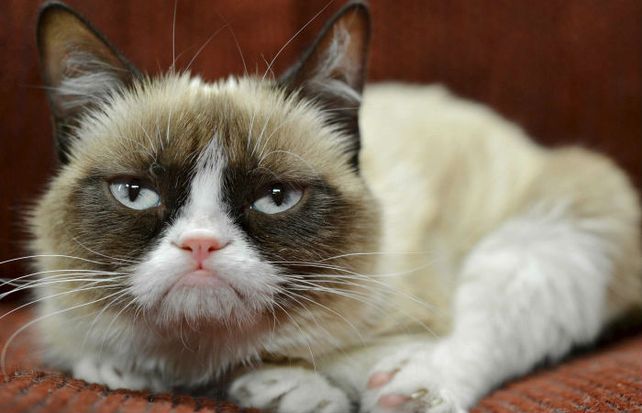 Grumpy Cat muestra siempre su imagen malhumorada.