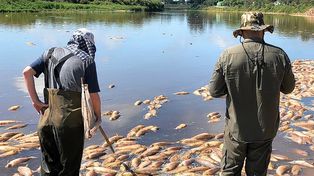 Peces muertos: preocupación por el fenómeno y su extensión durante todo el verano