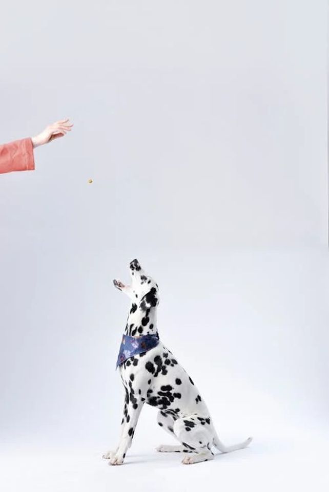Todo sobre el adiestramiento canino eficaz